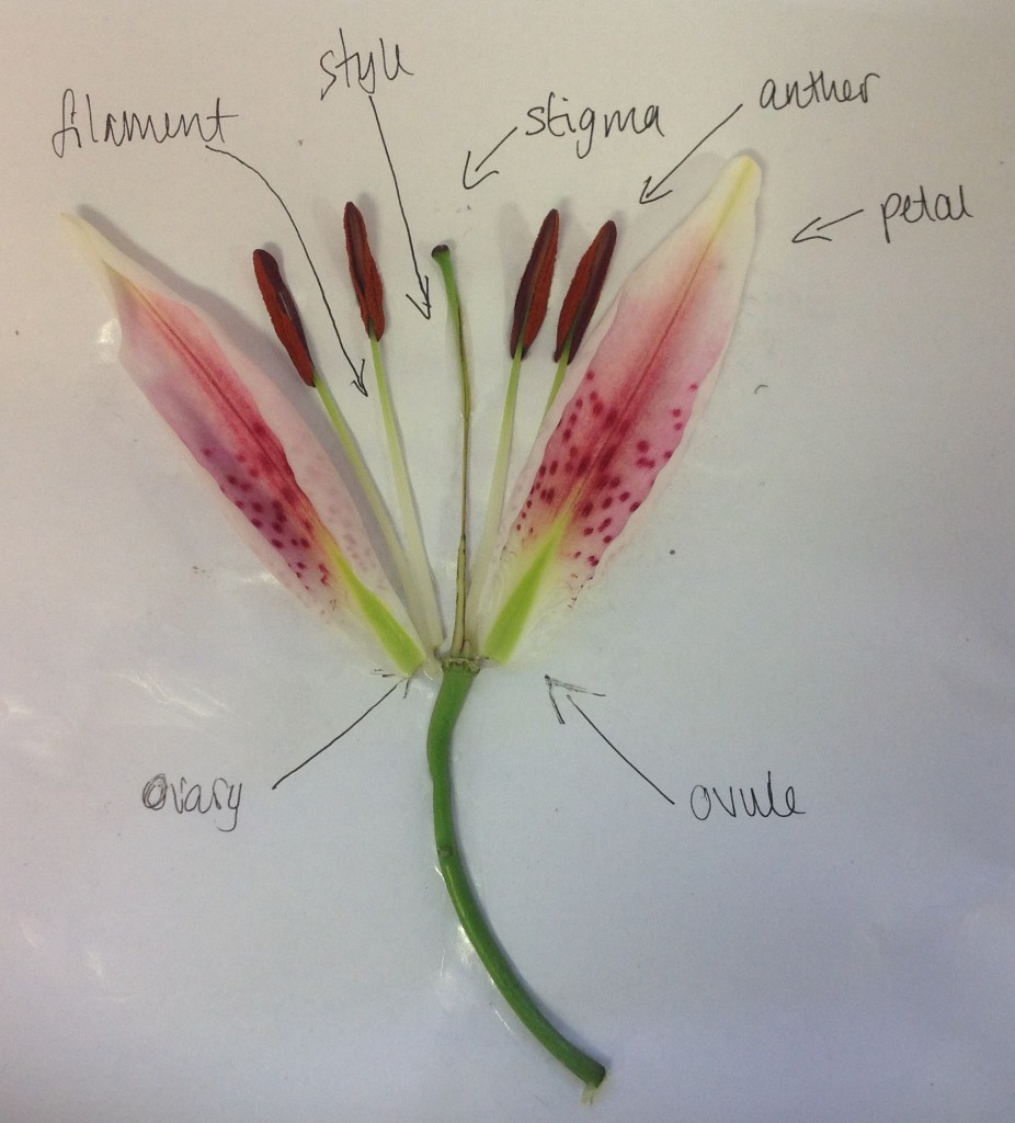 Image showing a flower dissection. 